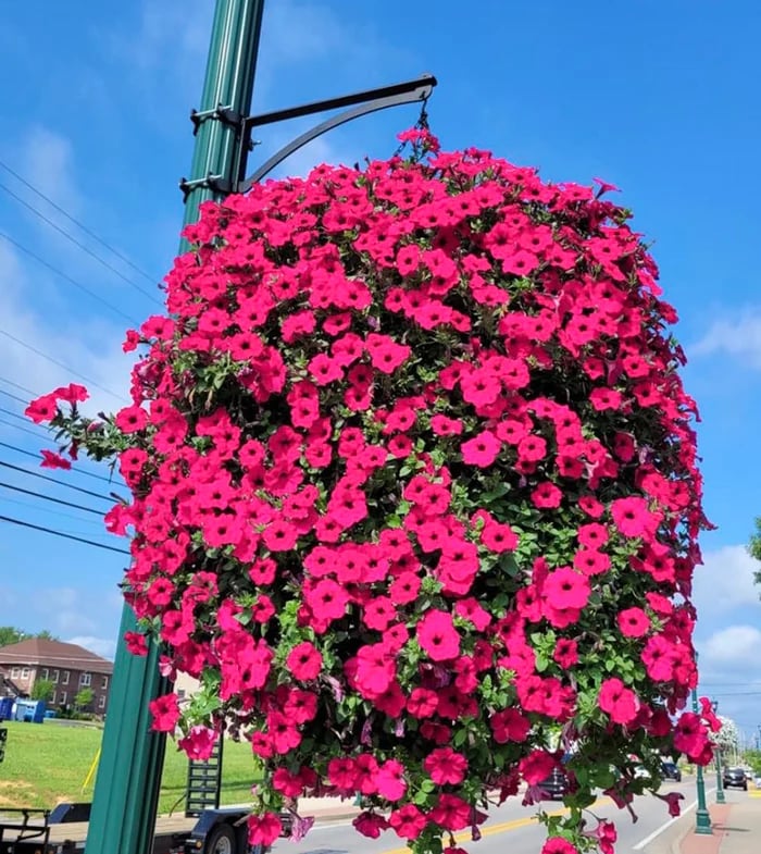 Last Day 50% OFF--💎UV Simulation Artificial flower